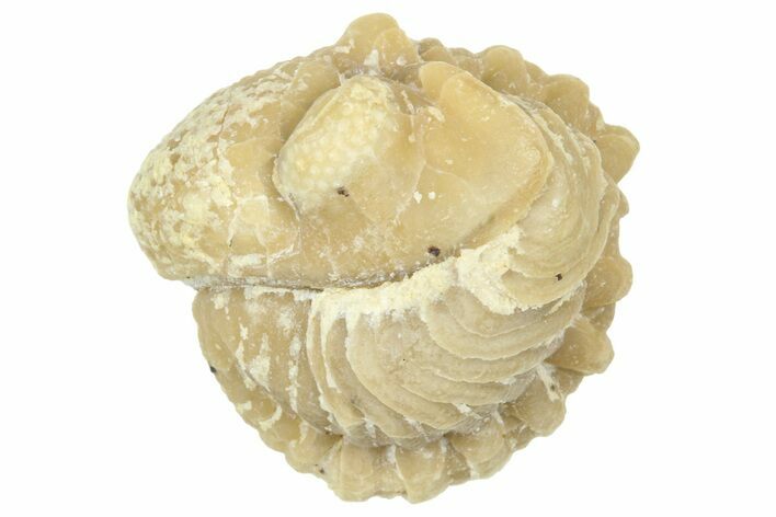 Enrolled Paciphacops Trilobite - Black Cat Mountain, Oklahoma #362999